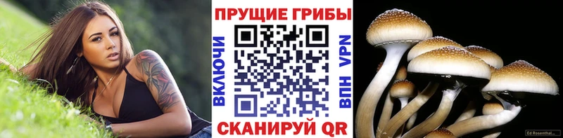 Галлюциногенные грибы Psilocybine cubensis  Радужный 